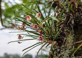 Image result for Polystachya kermesina