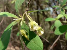 Image result for Diospyros lycioides