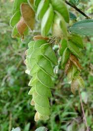 Image result for Flemingia grahamiana