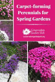 8 beautiful shade perennials to combine with spring bulbs. Carpet Forming Perennials For Spring Gardens