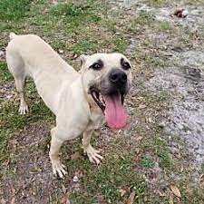 Available Pets At Humane Society Of Lake County In Umatilla Florida Humane Society No Kill Animal Shelter Lake County