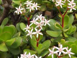 Pilea peperomioides care is very easy and prices on these plants have come down dramatically! Crassula Ovata Money Plant Care Growing Help Pyracantha Co Uk