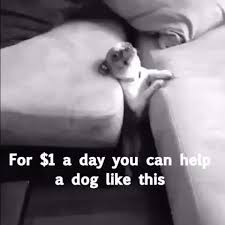 For Only 1 A Day They Ask You How You Are And You Say That You Re Fine Know Your Meme