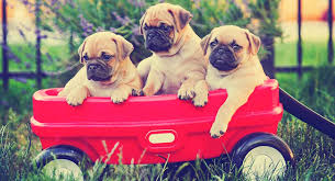 Where can i buy a pug in portland? Retro Pug The Healthier Version Of A Popular Breed