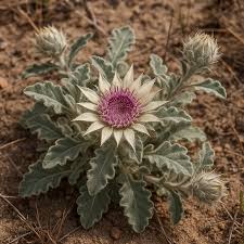 Image result for Dicoma tomentosa