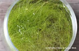 Image result for Utricularia gibba