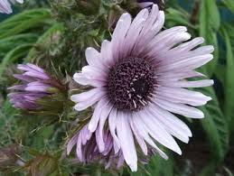 Image result for Berkheya speciosa