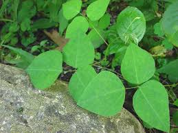 Image result for Amphicarpaea africana