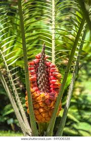 Image result for Encephalartos villosus