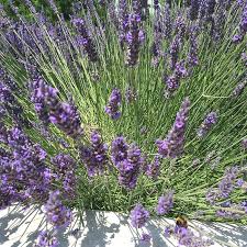 Learn how to grow it now. Best Plants For A Dry Garden Drought Tolerant Plants For Sale Uk