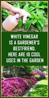 White Vinegar Is A Gardener S Bestfriend Here Are 10 Cool Uses In The Garden In 2020 Health And Beauty Tips Beauty Skin Care Health And Beauty