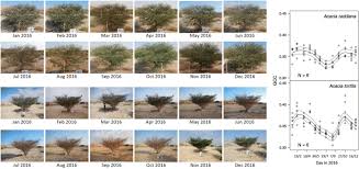 Over 1,711 acacia tree pictures to choose from, with no signup needed. Tree Growth And Water Use In Hyper Arid Acacia Occurs During The Hottest And Driest Season Springerlink