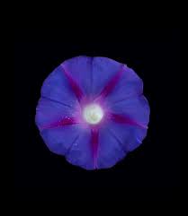 Image result for Ipomoea tricolor