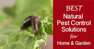 It is hard to find natural pest control options that work. Our Best Natural Pest Control Solutions For The Home And Garden