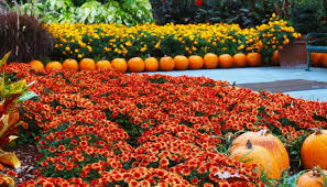 Do you like this video? Meet Charlie Brown Friends With Great Pumpkin Village At Arboretum