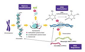 P > 0.05 is not significant (ns). Epigenetics