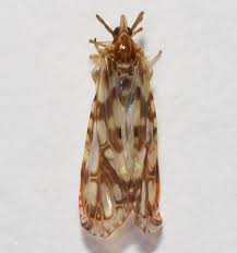 Image result for Xerophyta kirkii