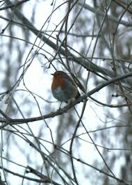 Birds With Human Arms Gif Https Encrypted Tbn0 Gstatic Com Images Q Tbn 3aand9gcqonwa2si44rioj Mhn0sdv1kpe0jmamfrk7a Usqp Cau