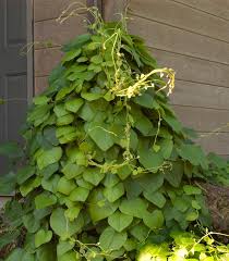 Image result for Aristolochia hockii