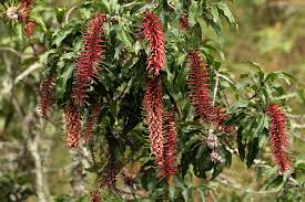 Image result for Faurea