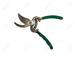 Check spelling or type a new query. Green Pruning Shears Garden Secateurs Or Hand Pruners Are Garden Tools Used In Gardening For Cutting Tree Branches And Landscaping Gardens Isolated On White Background Stock Photo Picture And Royalty Free Image