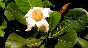 Image result for Gardenia imperialis