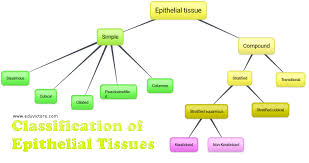 Which kind of tissue transmits signals across a synapse? Cbse Papers Questions Answers Mcq Cbse Class 11 Neet Pmt Biology Ch 7 Animal Tissues Part 1 Very Short Question And Answers Cbsenotes
