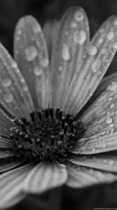 Download the background for free. 16 Black And White Flower Iphone Wallpapers Wallpaperboat