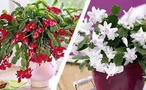 House Plants Indoor Garden Gifts For Growing Gift Ideas Gardening Suttons