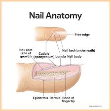 Integumentary System Anatomy And Physiology Nurseslabs Integumentary System Skin Anatomy Anatomy