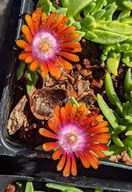 Image result for Delosperma mahonii