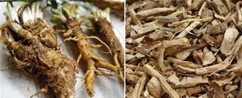 Image result for Cichorium