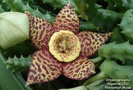 Image result for Orbea lugardii