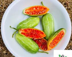 Image result for Coccinia sp. A