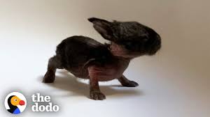 Gradually slip your baby into the tub feet first, using one hand to support her neck and head. This Is The Tiniest Baby Bunny In The World The Dodo Little But Fierce Youtube