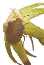 As a quality pro member, cowleys termite & pest services, inc. Pesky Insects Use Homes As Winter Lodging Stinkbug Invasion The New Jersey Cooperator The Condo Hoa Co Op Monthly