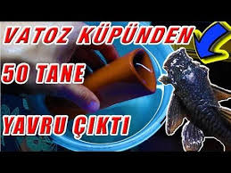 Cuce Vatoz Yavrularini Kupden Yavruluga Alma Corydoraslar Yine Yumurtlamis Check More At Https Akvaryumbilgi Net Cuce Vatoz Yavrularini Kupden Yavrulug Cuce