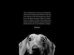 Voltaire On Animal Rights Animal Rights Quotes Goodbye My Friend Animals