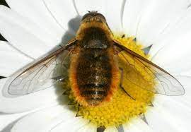 Are there insect that stings besides bees? Insects That Look Like Bees Gardening In Michigan