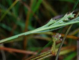 Image result for Scleria mikawana