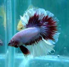 My Hm Betta Betta Betta Fish Siamese Fighting Fish