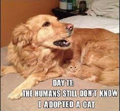 Adopted A Cat Humor Cat And Dog Memes Funny Cat Memes Funny Animals