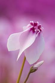 Pin Su Fiori