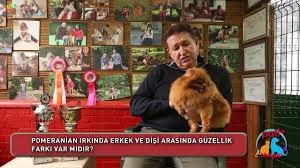 Turkiyenin En Guzel Boo Yavrulari Kanal D Ana Haber De Youtube