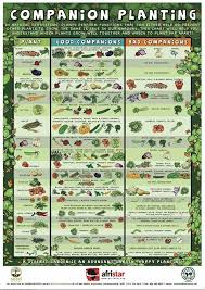 companion planting cheat sheet companion planting