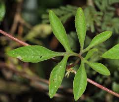 Image result for Ipomoea tuberculata