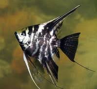 Картинки по запросу скалярии