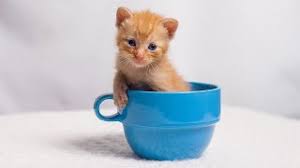 Reservations required for the cat lounge. Frisky Cat Cafe Opens In St Augustine