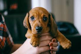 Dew claws never reach the ground, but can also catch on everything and nothing, causing your dog unnecessary pain. How When To Cut Puppies Nails For The First Time A Complete Guide