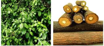 Image result for Diospyros consolatae